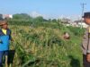 Polsek Labuapi Kawal Petani Jagung di Karang Bongkot