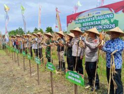 Panen Raya Jagung di Lombok Barat: NTB Perkuat Ketahanan Pangan 2026