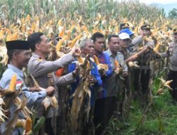 Panen Raya Jagung Serentak Kuartal I 2026 Digelar di Woja, Wujud Sinergi Dukung Ketahanan Pangan Nasional