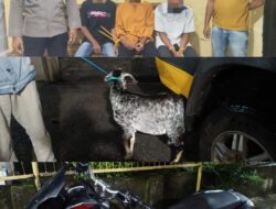 Nyolong Satu Ekor Kambing, Tiga Pria Asal Desa Tonda ini Diamankan Polsek Madapangga
