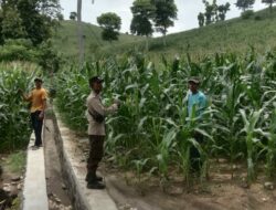 Satuan Reserse Narkoba Polres Dompu kembali menunjukkan komitmennya dalam memberantas peredaran gelap narkotika. Pada Selasa, 13 Januari 2026 sekitar pukul 20.30 Wita, Tim Opsnal Satresnarkoba Polres Dompu berhasil mengamankan dua orang perempuan terduga pelaku tindak pidana narkotika jenis sabu di sebuah home stay yang berlokasi di Desa Pekat, Kecamatan Pekat, Kabupaten Dompu, tepatnya di depan Kantor PLN (Persero) Rayon Dompu Sub Rayon Desa Pekat.  Penangkapan dan penggeledahan tersebut dipimpin langsung oleh Kasat Resnarkoba Polres Dompu IPTU Rahmadun Siswadi, S.H., berdasarkan informasi masyarakat yang menyebutkan bahwa lokasi tersebut kerap dijadikan tempat transaksi narkotika.  Adapun dua terduga pelaku yang diamankan yaitu:  -E (33), perempuan, alamat Dusun Mantika, Desa Nangakara, Kecamatan Pekat, Kabupaten Dompu.  -NR (33), perempuan, alamat Dusun Suka Muli, Desa Kadindi, Kecamatan Pekat, Kabupaten Dompu.  Kronologis Pengungkapan Kasus ini bermula dari laporan masyarakat pada Selasa, 13 Januari 2026, terkait dugaan aktivitas transaksi narkotika di wilayah Desa Pekat. Menindaklanjuti informasi tersebut, Kasat Resnarkoba Polres Dompu memerintahkan Tim Opsnal untuk melakukan penyelidikan dan pengumpulan bahan keterangan (pulbaket).  Sekitar pukul 20.00 Wita, tim berhasil memastikan keberadaan target di salah satu home stay di Desa Pekat. Operasi pengungkapan dipimpin oleh Kanit II Satresnarkoba Polres Dompu BRIPKA Iwan Setiawan selaku ketua tim. Dengan taktik masuk secara bertahap untuk menghindari kecurigaan, petugas berhasil mengamankan kedua terduga pelaku yang saat itu berada di dalam kamar home stay.  Dalam proses penggeledahan yang disaksikan oleh saksi umum dan saksi anggota, terduga pelaku mengakui menyimpan narkotika di dalam kamar. Barang bukti tersebut kemudian diperlihatkan dan diserahkan langsung oleh terduga kepada petugas.  Barang Bukti yang Diamankan Dari hasil penggeledahan, petugas berhasil mengamankan barang bukti berupa:  -9 (sembilan) klip gulung berisi narkotika jenis sabu dengan berat bruto 3,55 gram -1 buah tas warna coklat berisi tas kecil warna cream -1 buah tas warna biru -2 buah kaca -4 buah pipet yang telah dimodifikasi -1 buah korek gas yang dimodifikasi -2 buah tutupan botol yang dimodifikasi -1 buah bong -1 buah gunting -4 unit telepon genggam  Selanjutnya, sekitar pukul 00.30 Wita, tim membawa kedua terduga beserta seluruh barang bukti ke Mako Polres Dompu guna dilakukan penyidikan dan pengembangan lebih lanjut.  Pernyataan Kasat Resnarkoba Kasat Resnarkoba Polres Dompu IPTU Rahmadun Siswadi, S.H. menegaskan bahwa pengungkapan ini merupakan hasil kerja keras dan sinergi antara kepolisian dan masyarakat.  “Pengungkapan ini berawal dari informasi masyarakat yang kami tindaklanjuti secara cepat. Dari hasil penggeledahan, kami mengamankan narkotika jenis sabu seberat bruto 3,55 gram beserta alat-alat yang digunakan. Saat ini kedua terduga pelaku telah diamankan dan akan kami kembangkan untuk mengungkap jaringan serta sumber barang haram tersebut,” jelas IPTU Rahmadun.  Pasal yang Disangkakan Kedua terduga pelaku disangkakan Pasal 114 ayat (1) Undang-Undang Nomor 35 Tahun 2009 tentang Narkotika, juncto ketentuan penyesuaian pidana dalam UU Nomor 1 Tahun 2026, dengan ancaman pidana berat sesuai ketentuan hukum yang berlaku.  Tanggapan Kapolres Dompu Sementara itu, Kapolres Dompu AKBP Sodikin Fahrojin Nur, S.I.K. melalui Kasi Humas Polres Dompu IPTU I Nyoman Suardika menyampaikan apresiasi atas kinerja Satresnarkoba.  “Kapolres Dompu mengapresiasi keberhasilan Satresnarkoba dalam mengungkap kasus ini. Polres Dompu berkomitmen penuh untuk memberantas peredaran narkotika hingga ke akar-akarnya dan mengajak masyarakat terus berperan aktif memberikan informasi demi menyelamatkan generasi muda dari bahaya narkoba,” ujar IPTU Nyoman.  Saat ini, penyidik Satresnarkoba Polres Dompu masih melakukan pendalaman, gelar perkara, pemeriksaan saksi, serta pengembangan jaringan guna mengungkap asal-usul narkotika tersebut.