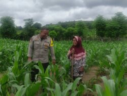 Bhabinkamtibmas Polsek Kilo Pantau Lahan Jagung Warga Dukung Program Ketahanan Pangan Nasional