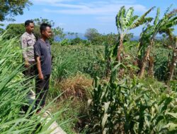 Polsek Pekat Laksanakan Pemantauan Lahan Jagung Warga Binaan di Desa Calabai