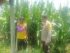 Polres Dompu Dukung Ketahanan Pangan Nasional, Bhabinkamtibmas Pantau Lahan Jagung Warga di Kecamatan Hu’u