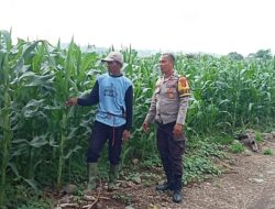 Dukung Kedaulatan Pangan, BKTM Desa Lamenta Pantau Langsung Perawatan Tanaman Jagung Warga