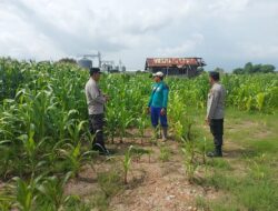 Dukung Ketahanan Pangan, Kapolsek Plampang Turun Langsung Pantau Pertumbuhan Jagung Warga