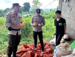 Pantau Pertumbuhan Jagung Warga Binaan, Bhabinkamtibmas Polsek Sanggar Dukung Program Ketahanan Pangan Nasional