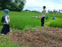 ‎Bhabinkamtibmas Desa Bunut Baok Dampingi Petani, Dukung Ketahanan Pangan Nasional.