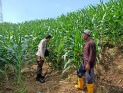 Bhabinkamtibmas Polsek Pekat Lakukan Pemantauan Lahan Jagung Warga Dukung Ketahanan Pangan Nasional