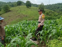Dukung Ketahanan Pangan, Bhabinkamtibmas Desa Tarusa Pantau Pertumbuhan Lahan Jagung