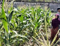 Polri Dorong Ketahanan Pangan di Labuapi Lombok Barat