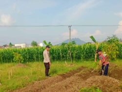 Cara Polsek Labuapi Jaga Stabilitas Pangan di Awal Tahun