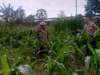 Dukung Asta Cita, Bhabinkamtibmas Labuapi Pantau Lahan Jagung