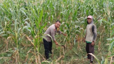 Polsek Labuapi Dampingi Petani Bagik Polak Barat Wujudkan Swasembada Pangan