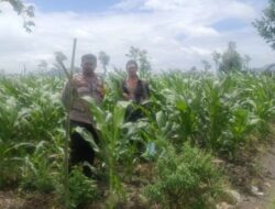 Bhabinkamtibmas Desa Beleka Monitor Lahan Pertanian di Gerung Pastikan Produktivitas