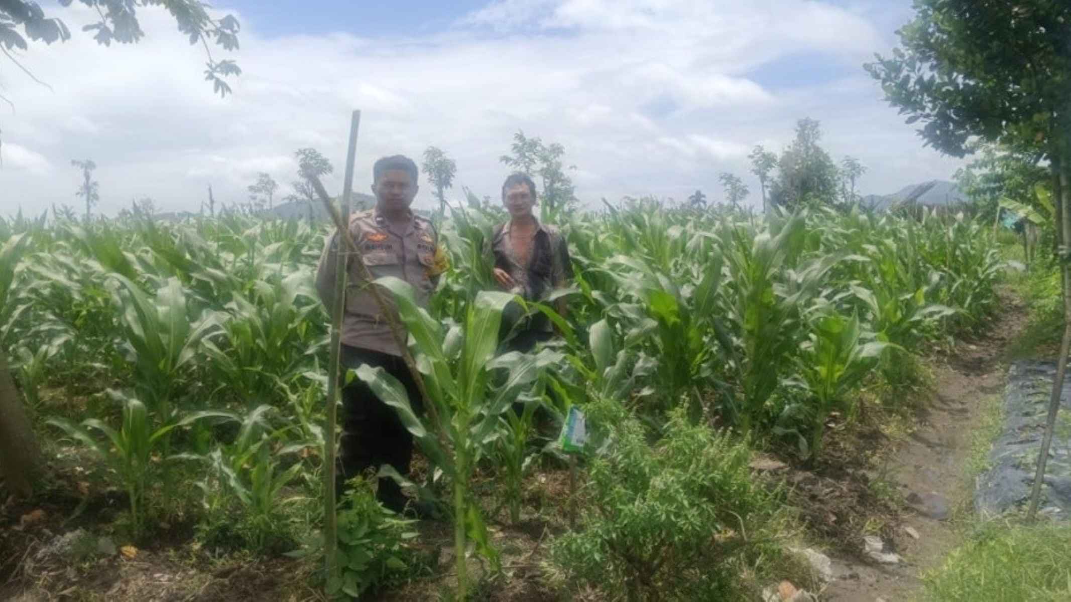 Bhabinkamtibmas Desa Beleka Monitor Lahan Pertanian di Gerung Pastikan Produktivitas