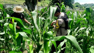Polsek Kawasan Mandalika Dampingi Petani Jagung Dukung Ketahanan Pangan Nasional
