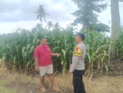 habinkamtibmas Polsek Pekat Pantau Lahan Jagung Warga, Dukung Program Ketahanan Pangan Nasional