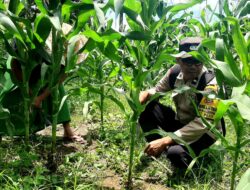 Polres Lombok Tengah Dukung Ketahanan Pangan, Bhabinkamtibmas Desa Mertak Bantu Petani Jagung Rawat Lahan