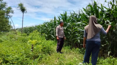 Polsek Pekat Pantau Lahan Jagung Warga Dukung Ketahanan Pangan Nasional