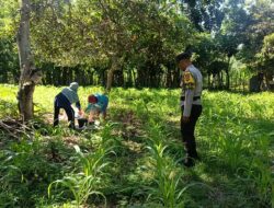Wujudkan Kedaulatan Pangan, Personel Polsek Buer Dampingi Petani Jagung di Desa Tarusa
