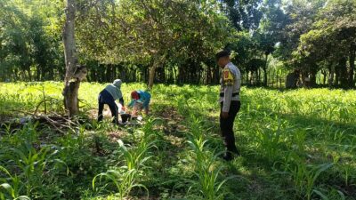 Wujudkan Kedaulatan Pangan, Personel Polsek Buer Dampingi Petani Jagung di Desa Tarusa