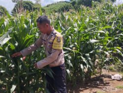Dukungan ketahanan pangan, Polsek Praya Timur Lakukan Pengecekan Lahan Jagung di Desa Kidang