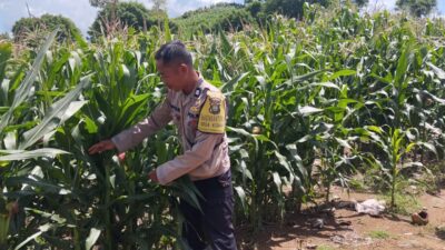 Dukungan ketahanan pangan, Polsek Praya Timur Lakukan Pengecekan Lahan Jagung di Desa Kidang