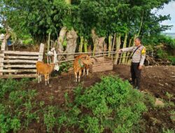 Polsek Empang Amankan Terduga Pelaku Pencurian Satu Ekor Sapi di Desa Bantu Lanteh