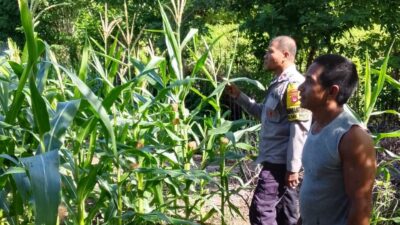 Bhabinkamtibmas Desa Sawe Laksanakan Pemantauan Lahan Jagung Warga, Dukung Ketahanan Pangan Nasional Menuju Indonesia Emas