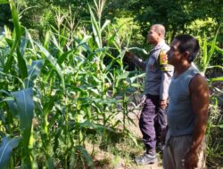 Bhabinkamtibmas Desa Sawe Laksanakan Pemantauan Lahan Jagung Warga, Dukung Ketahanan Pangan Nasional Menuju Indonesia Emas