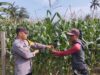 Polsek Kempo Pantau Lahan Jagung Warga Dukung Ketahanan Pangan Nasional Menuju Indonesia Emas 2045