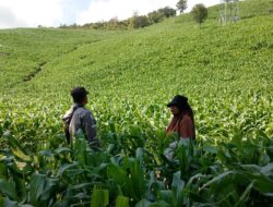 Polsek Manggelewa Pantau Lahan Jagung Warga Dukung Ketahanan Pangan Menuju Indonesia Emas 2045
