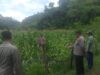 Bhabinkamtibmas Polres Bima Kota Laksanakan Pendampingan dan Pemantauan Tanaman Jagung Warga Binaan