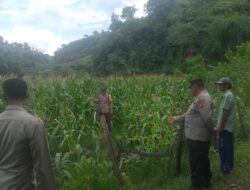 Bhabinkamtibmas Polres Bima Kota Laksanakan Pendampingan dan Pemantauan Tanaman Jagung Warga Binaan