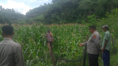 Bhabinkamtibmas Polres Bima Kota Laksanakan Pendampingan dan Pemantauan Tanaman Jagung Warga Binaan