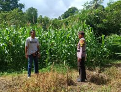 Dukung Ketahanan Pangan Nasional, Bhabinkamtibmas Desa Tarusa Sambangi Petani Jagung di Blok Palung