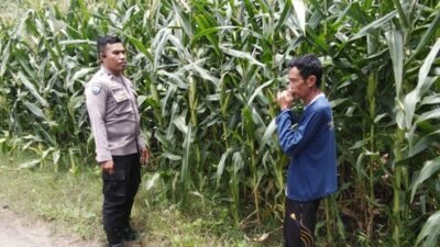Bhabinkamtibmas Polsek Woja Pantau Lahan Jagung Warga Desa Matua, Dukung Ketahanan Pangan Nasional