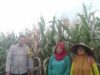 Bhabinkamtibmas Desa Saneo Pantau Lahan Jagung Warga, Dukung Ketahanan Pangan Menuju Indonesia Emas 2045