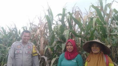 Bhabinkamtibmas Desa Saneo Pantau Lahan Jagung Warga, Dukung Ketahanan Pangan Menuju Indonesia Emas 2045