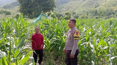 Sinergi Polisi dan Petani di Desa Soro, Lahan 2 Hektare Siap Panen 20 Ton Jagung