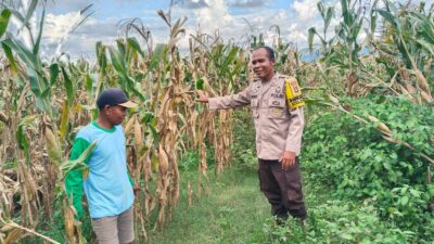 Dukung Ketahanan Pangan Nasional, Bhabinkamtibmas Desa Mumbu Pantau Lahan Jagung Warga