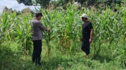 Polsek Labuapi Kawal Optimalisasi Lahan Jagung di Karang Bongkot