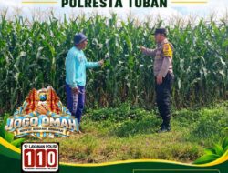 ANGGOTA POLSEK KEREK POLRESTA TUBAN PANTAU PERTUMBUHAN TANAM JAGUNG