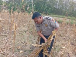 Dukung Ketahanan Pangan Nasional, Bripda Shandy Polsek Bancar Monitoring Panen Jagung di Latsari