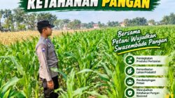 Anggota Bhabinkamtibmas Polsek Senori Polresta Tuban Monitoring Tanaman Jagung Milik Warga Desa Jatisari Dukung Program Ketahanan Pangan