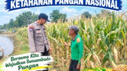 Polsek Palang Dukung Ketahanan Pangan Nasional Melalui Pemantauan Lahan Jagung