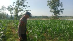 Polsek Tuban Dukung Ketahanan Pangan Nasional, Pantau Pertumbuhan Tanaman Jagung