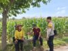 Perkuat Sinergi Dengan Petani, Bhabinkamtibmas Polsek Tambakboyo Gelar Dialogis di Lahan Jagung Binaan