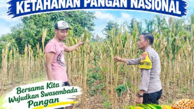 Polsek Palang Dukung Ketahanan Pangan Nasional Melalui Pemantauan Lahan Jagung
